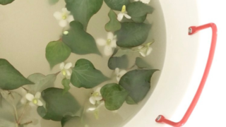 赤い取っ手の琺瑯のオケにドクダミの葉とお花が入ったホワイトクレイの足湯